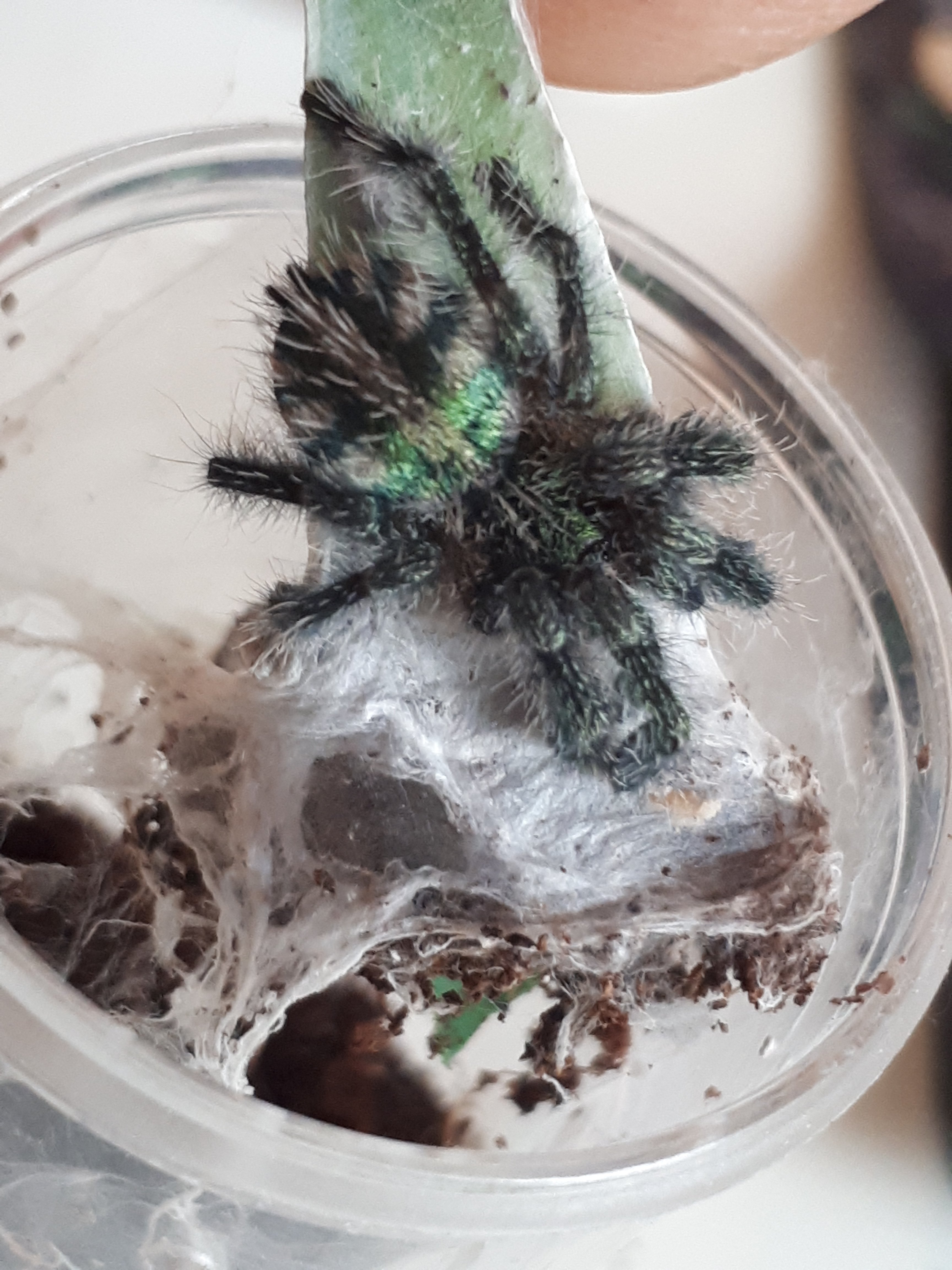 Y diversipes (sling)