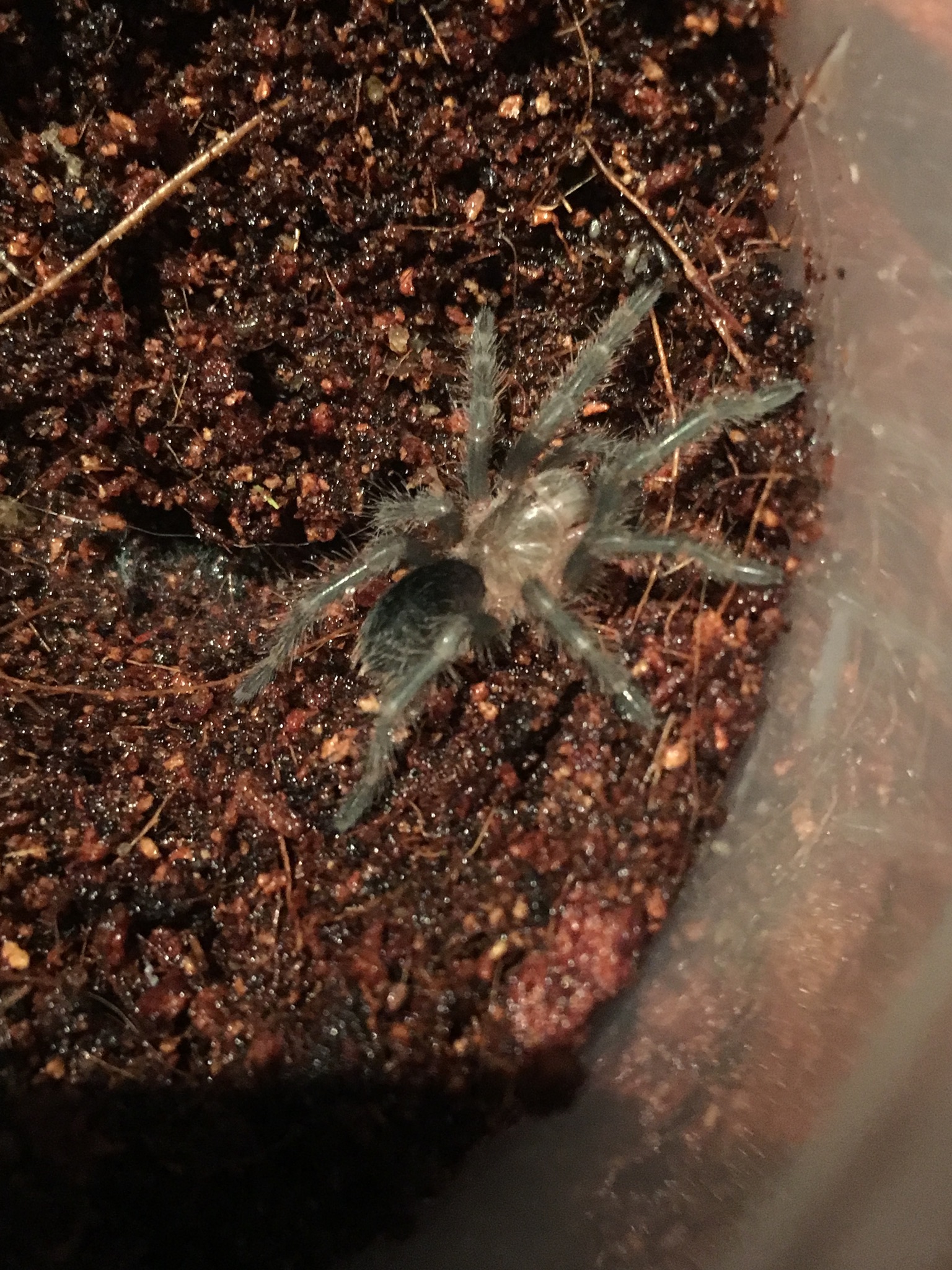 Yea!!!  Tanya at Fear Not Tarantulas saved me a G. Pulchra sling