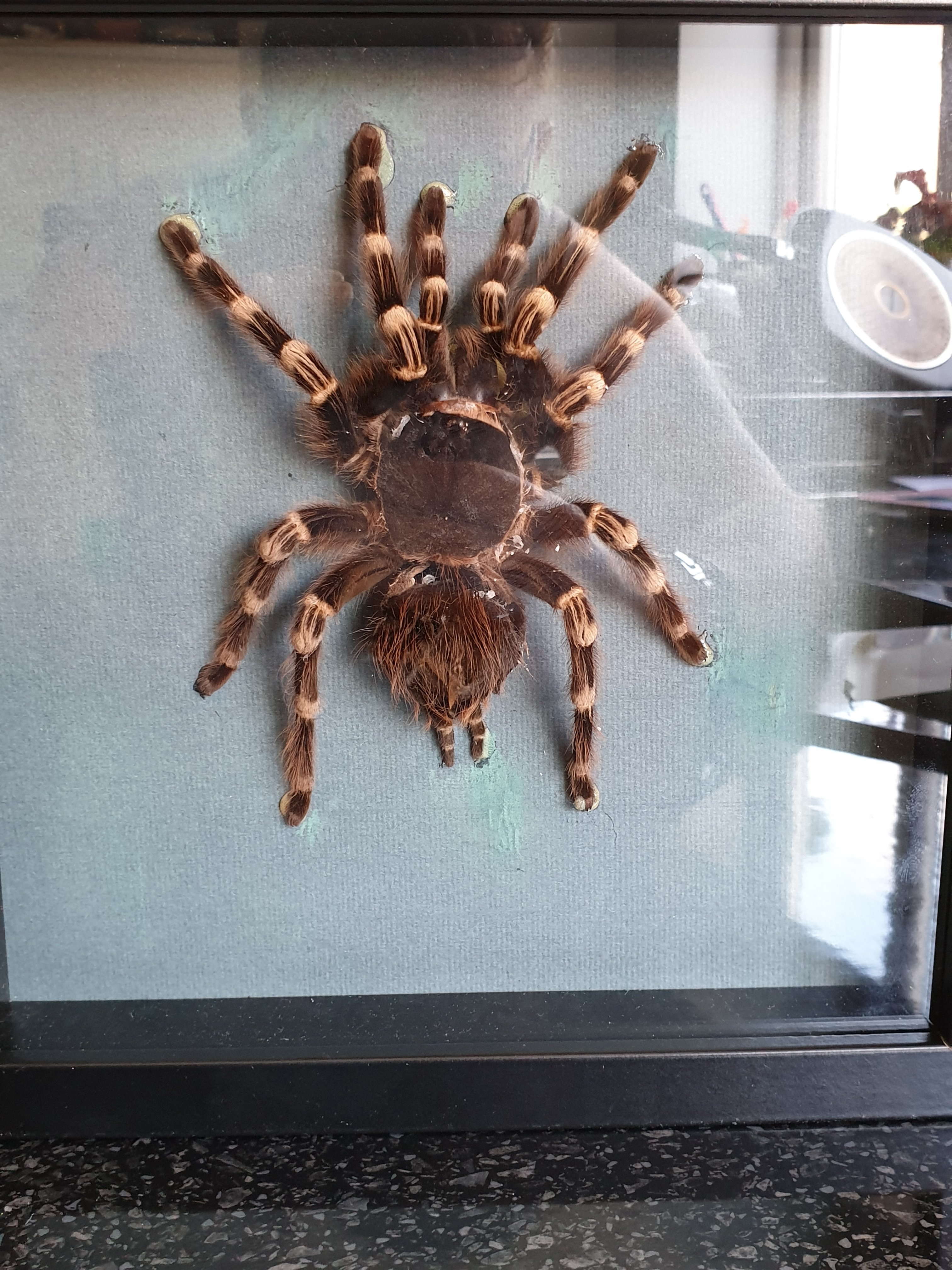 You ve been framed tarantula forum