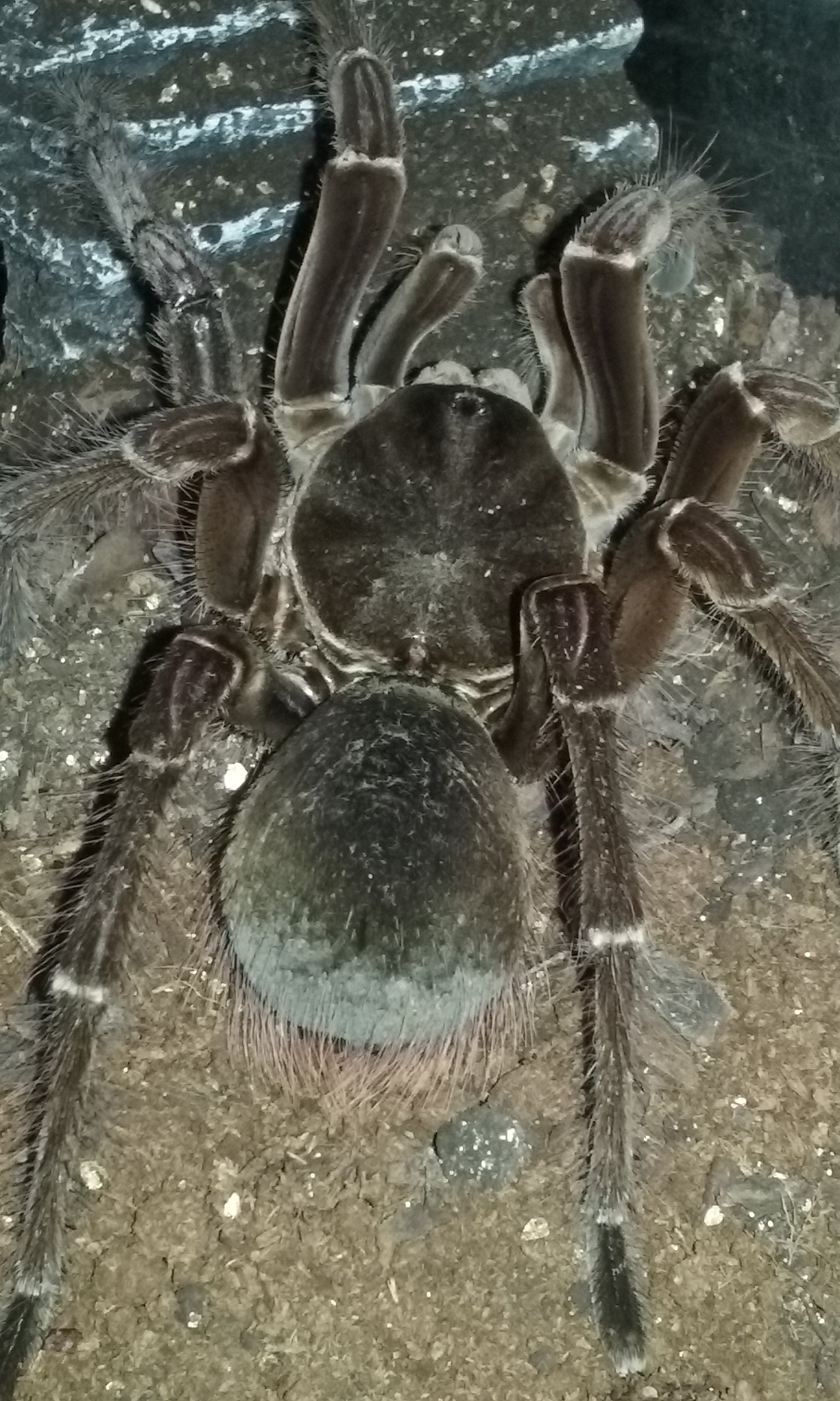 "Zilla". T. Stirmi (male)