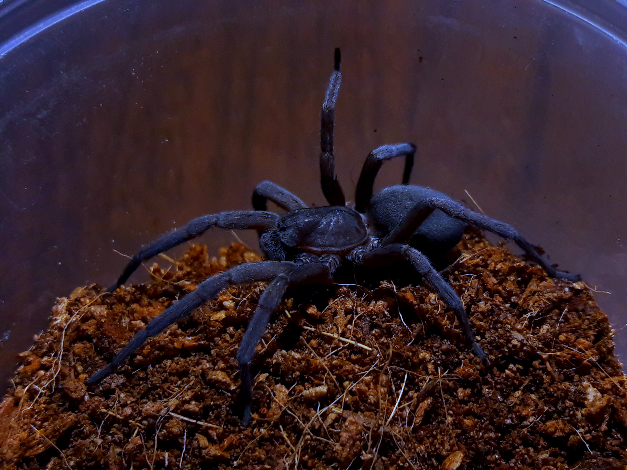 Zorocrates unicolor mature female