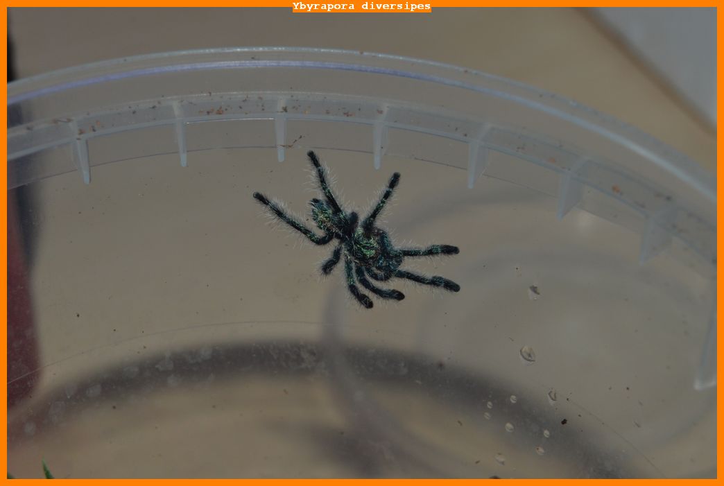 Ydiversipes001.jpg