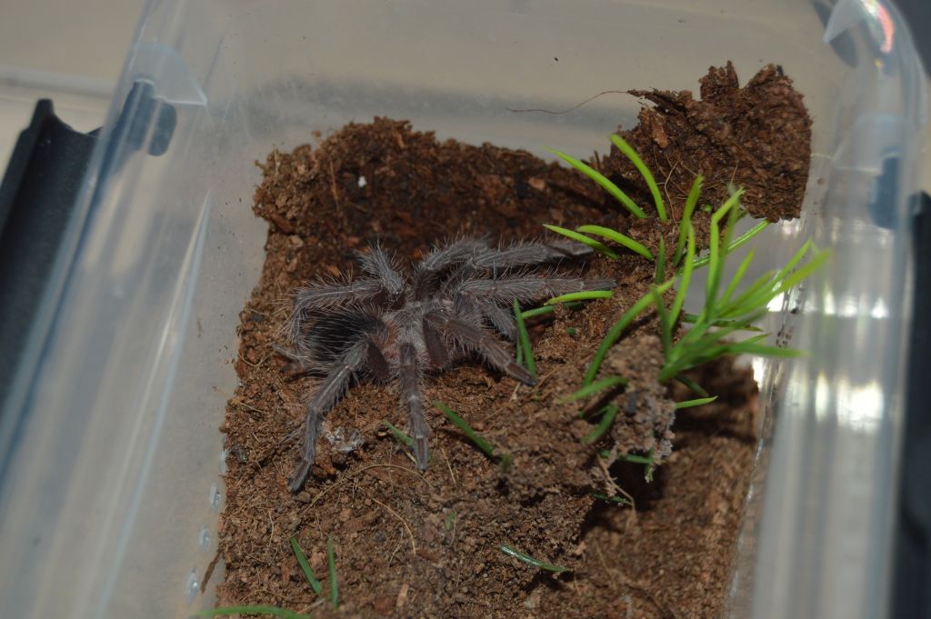 Lasiodora-Striatipes01.jpg