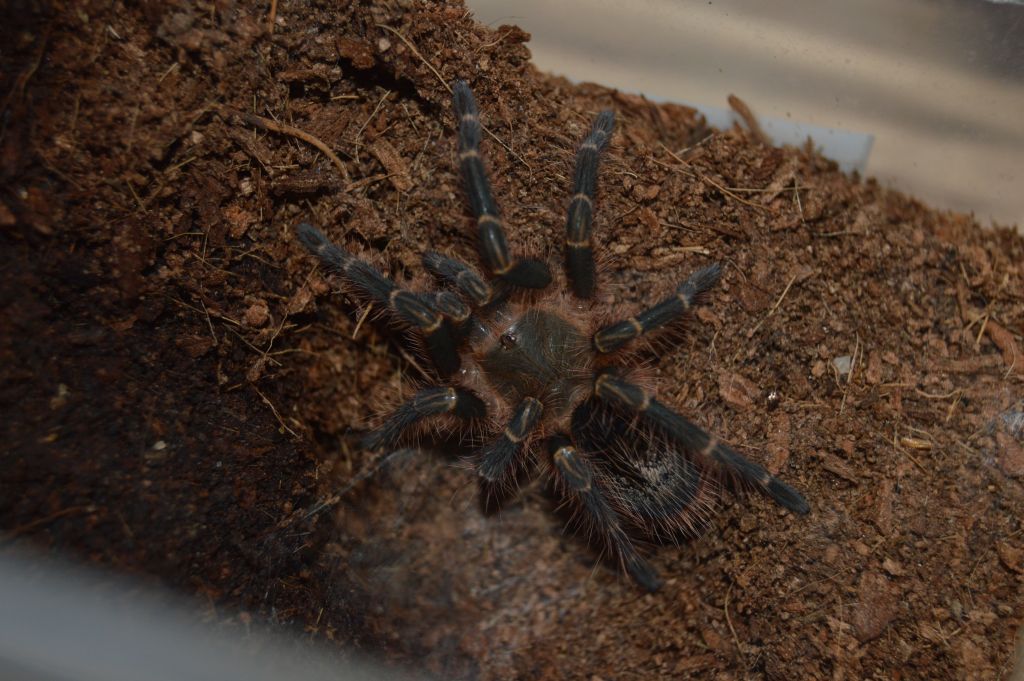 Gpulchripes02.jpg