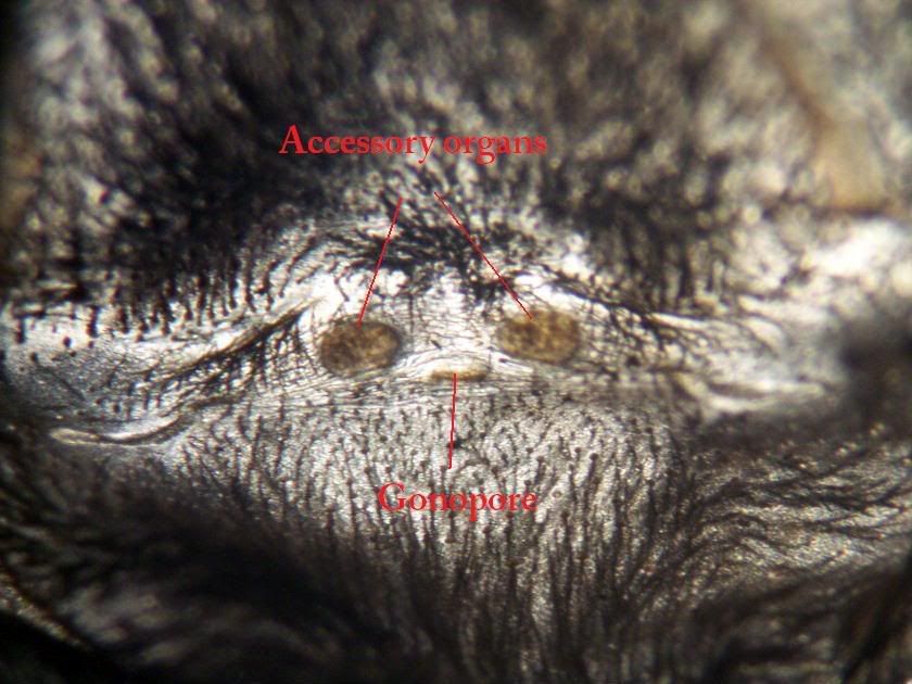 maleaccessoryorgans.jpg