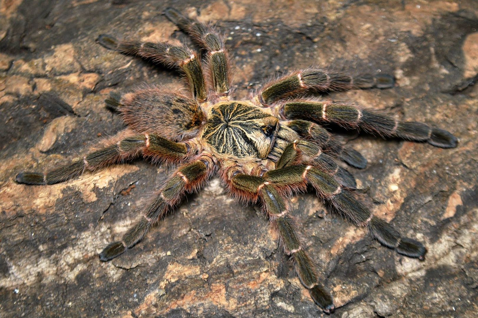 P.%20murinus_zpsalmv0ry2.jpg