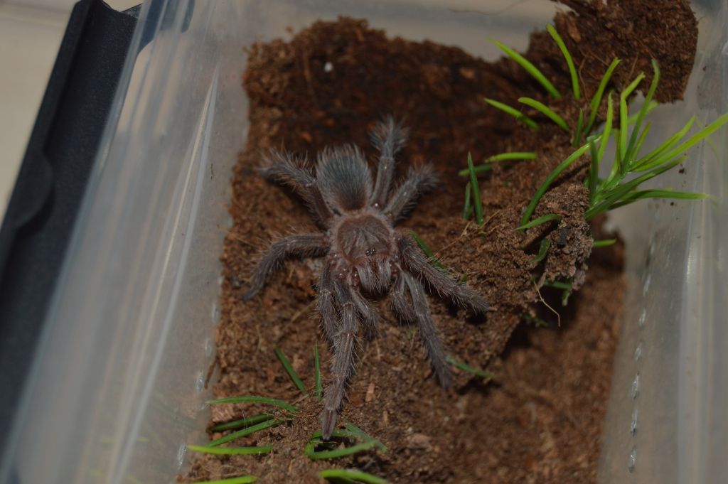 Lasiodora-Striatipes02.jpg