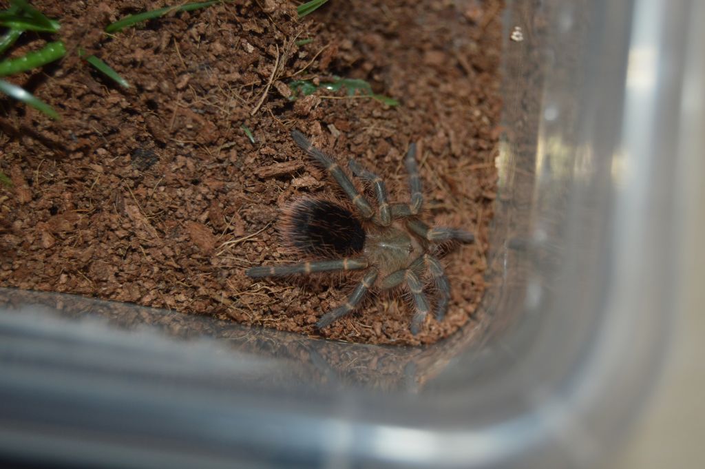 Gpulchripes01.jpg