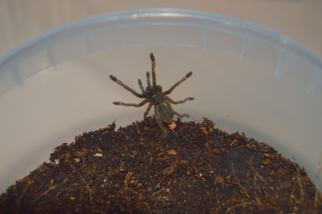 Haplopelma-hainanum-02.jpg