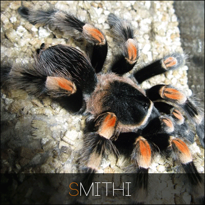 smithi_zpsda4db637.gif