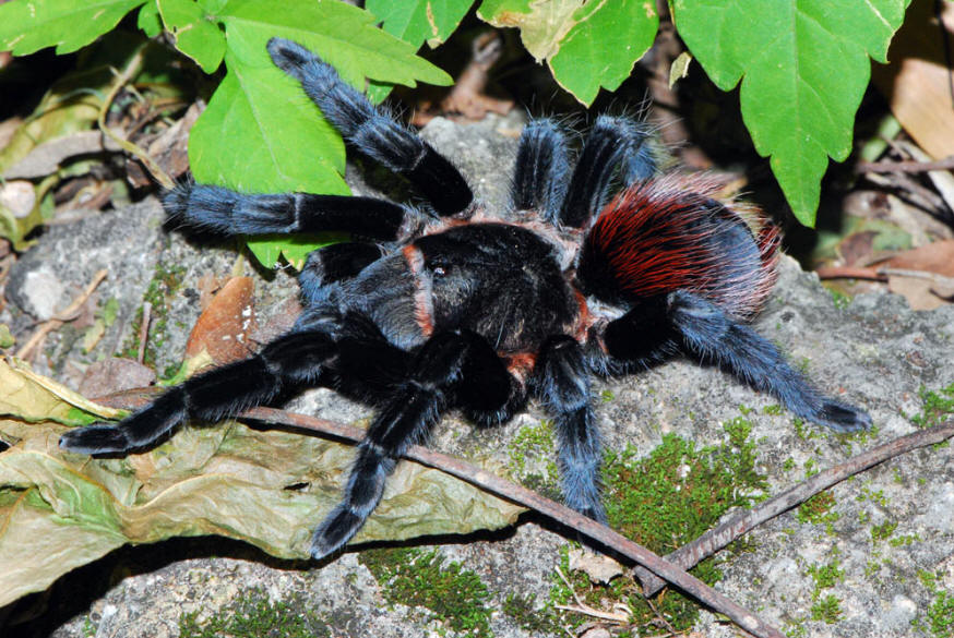 mexican.red-rumped.tarantula.b.vagans.mx.queretaro.08.1a.jpg