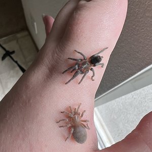 arachnoboards.com