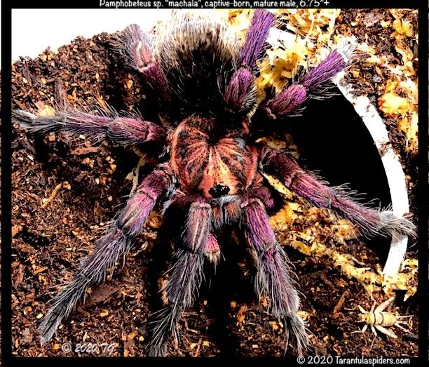 tarantulaspiders.com