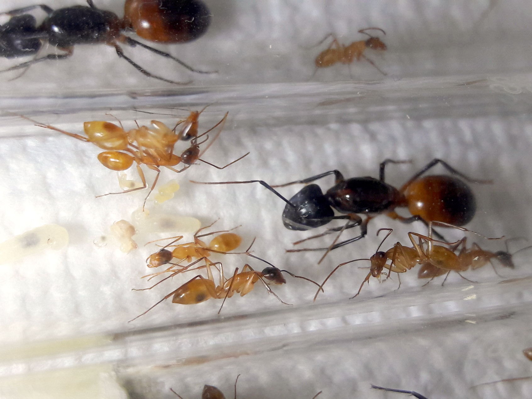ocreatus4.png ocreatus4.png